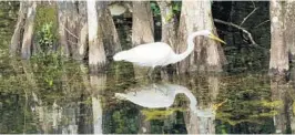  ?? COURTESY ?? A great egret is seen in the Everglades. The reservoir being built south of Lake Okeechobee is intended to deliver more water to wetlands that serve as habitat for wading birds, alligators and other wildlife.