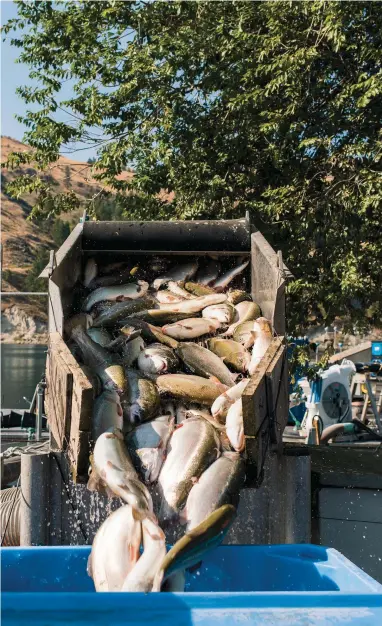  ?? PHOTOGRAPH BY KYLE JOHNSON ?? 
 SWIMMING UPSTREAM
Steelhead trout raised at one of Pacific Seafood’s farms, in Nespelem, Washington, are readied for transport.