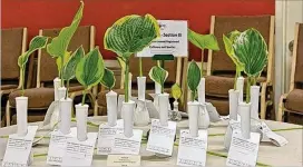  ?? CONTRIBUTE­D ?? The Georgia Hosta Society’s Juried Hosta Show is set for May 12.