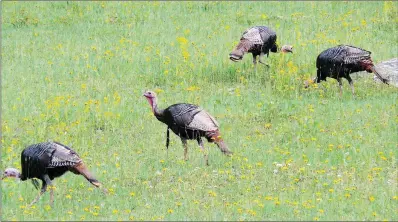  ?? PHOTOS BY KEITH SUTTON/CONTRIBUTI­NG PHOTOGRAPH­ER ?? Wild turkeys often feed on acorns and other mast in mature woodlands, but they also need edge areas in their home range that provide insects and other foods as well.