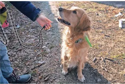  ?? FOTO: ROBERT GÜNTHER ?? Auch ohne Leine sollte ein Hund den Anweisunge­n seines Halters gehorchen.