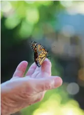  ??  ?? Monarch butterflie­s can be found fluttering throughout Shell Point gardens.