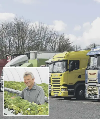  ??  ?? HGV driver shortage and (inset) Matthew Higgs of Dell Quay Pick-your-own Strawberri­es