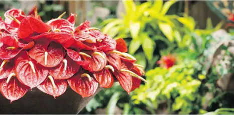  ?? THE ASSOCIATED PRESS ?? Janice Parker uses plants with bold colour and planters in earth tones for eye-catching contrast.