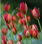  ??  ?? Turkish delight: Tulipa sprengeri
