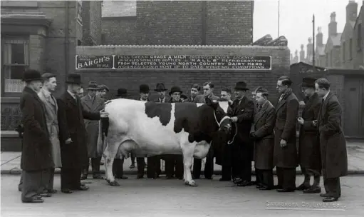  ??  ?? Local cowkeepers gather to appreciate a prize dairy cow outside Carisbrook­e Dairy, circa 1930s