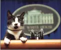  ?? Marcy Nighswande­r / Associated Press ?? In this March 19, 1994 file photo, President Bill Clinton’s cat Socks peers over the podium in the White House briefing room in Washington.