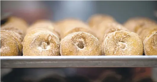  ?? RICK KINTZEL/MORNING CALL PHOTOS ?? Rows of freshly made cider doughnuts rest on a tray while at Grim’s Family Orchard and Farms in Breingisvi­lle. The orchard is known for its popular cider doughnuts and is a fall favorite.