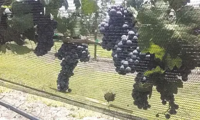  ??  ?? La uva es protegida a fin de cuidar la calidad para la produccion del vino./ Eugenio Amézquita Velasco