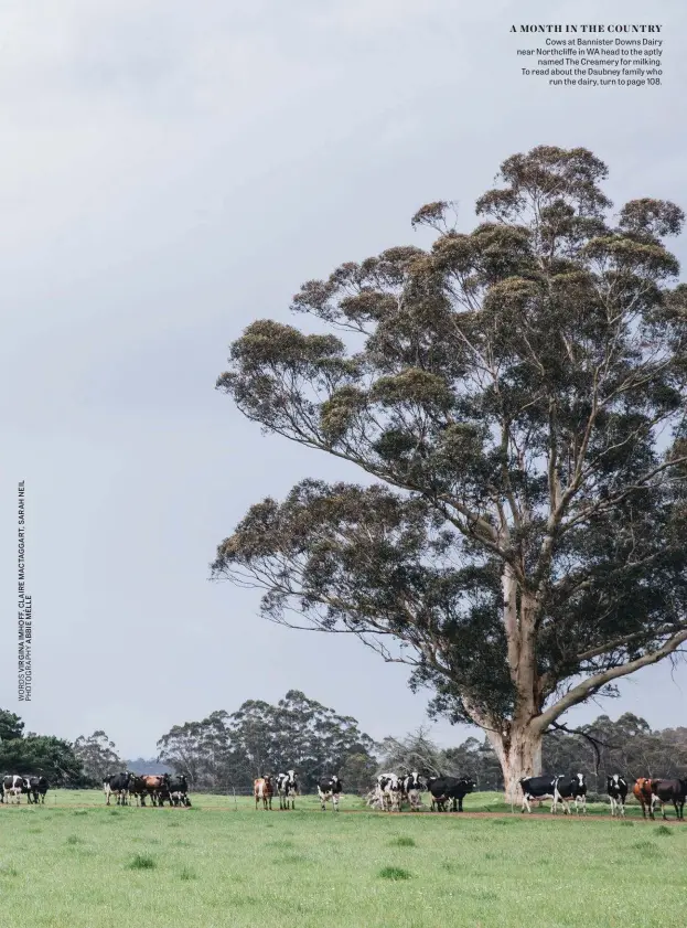  ??  ?? Cows at Bannister Downs Dairy near Northcliff­e in WA head to the aptly named The Creamery for milking. To read about the Daubney family who run the dairy, turn to page 108.