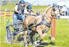  ??  ?? Erwin März (Fahrerfreu­nde Kammeltal) wurde Kreismeist­er in der Klasse Pony-Einspänner und schwäbisch­er Meister Pony-Zweispänne­r.