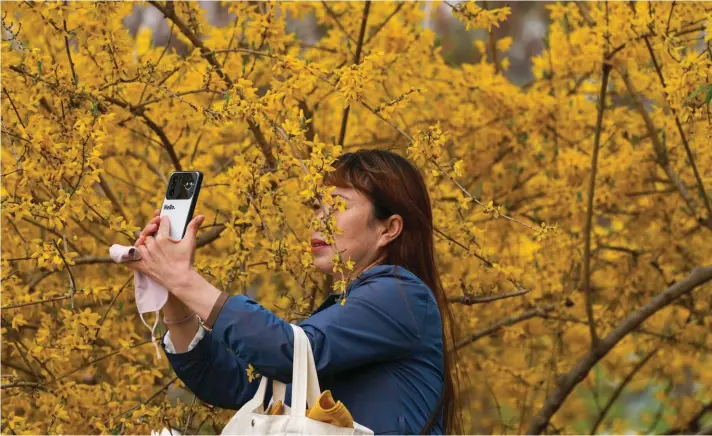  ?? ?? A woman takes selfie beside the yellow flowers at the Yuyuantan Park in Beijing on Thursday, April 4, 2024. Photo : AP/Tatan Syuflana