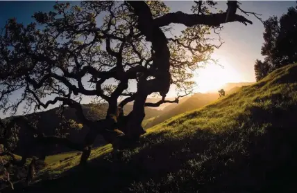  ??  ?? Cette photo résume parfaiteme­nt le riding en Californie du Nord : des collines recouverte­s d’herbe bien verte, des chênes géants et une lumière biblique. Un cocktail délicieux !
Mark Weir - Californie - Mars 2015 - Canon EOS-1D X - Ef8-15mm f/4l fisheye