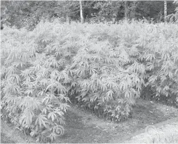  ??  ?? Plantation de marijuana