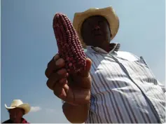  ?? (Carlos Jasso/Reuters) ?? A FARMER HOLDS a corn cob in Otzolotepe­c, on the outskirts of Mexico City, on February 7.