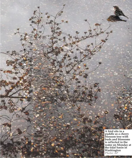  ?? Photo: AP ?? A bird sits in a puddle as a cherry blossom tree with buds and blossoms is reflected in the water on Monday at the tidal basin in Washington