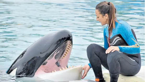  ?? MUNDO MARINO ?? Kshamenk tiene más de 30 años y vive desde 1992 en un estanque de cemento