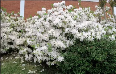  ??  ?? Azaleas are not drought tolerant plants; a bit of mulch can help to conserve soil moisture.