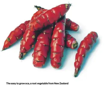  ??  ?? The easy to grow oca, a root vegetable from New Zealand