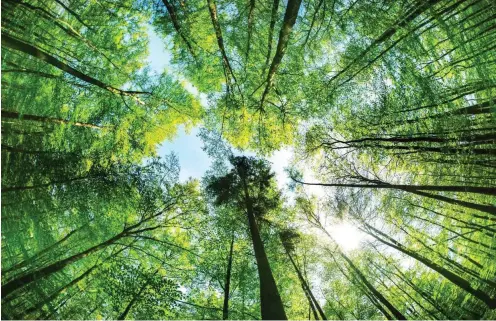  ?? Foto: imago/Photocase ?? Ruhe, viele Grüntöne und gute Luft machen Entspannun­g im Wald einfacher.