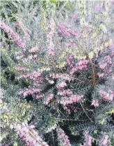  ?? ?? IN THE PINK: There’s a heather for every month of the year.