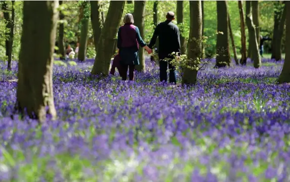  ?? (Reuters) ?? A walk outside allows us to see our place in a wider ecological system