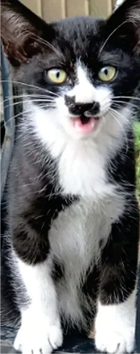  ??  ?? Nice mew-stache: The stray kitten, which was spotted in Japan