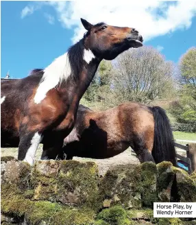  ??  ?? Horse Play, by Wendy Horner