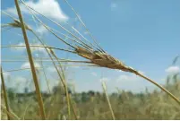  ?? (Raz Avni/TAU) ?? WILD EMMER is the original form of nearly all domesticat­ed wheat.