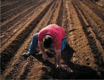  ?? Max Whittaker / STR ?? Bobby Skov, a farmer who relies on groundwate­r until he receives his surface water allotment, checks the depth of cotton seeds in Fabens, Texas. The West and Southwest are under siege by changing weather patterns.