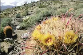  ?? San Diego Union Tribune ?? SUPER BLOOMS in 2017 and 2019 drew hundreds of thousands to Anza-Borrego Desert State Park in San Diego County. Above, a blooming barrel cactus in 2010.