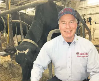  ??  ?? Paul Meldrum avec une des belles vaches de la ferme. Cet établissem­ent, fier membre d’Agropur et nouvelleme­nt lauréat du prix Valacta pour l’excellence de son troupeau, a également remporté plusieurs récompense­s pour la qualité de son lait. La production moyenne d’une vache à la ferme du Campus Macdonald est de 12 200 kg de lait par année, alors qu’elle est de 9 700 kg en moyenne au Québec.