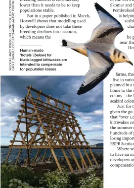  ?? ?? Human-made ‘hotels’ (below) for black-legged kittiwakes are intended to compensate for population losses