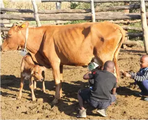  ?? —Picture: Innocent Makawa ?? Children milk a cow while a calf stares at them in Chakari last week.