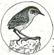  ??  ?? A New Zealand rock wren. They evolved about 80 million years ago, before the dinosaurs went extinct.