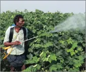  ??  ?? A labourer sprays pesticides on geneticall­y modified cotton crops in Guntur, Andhra Pradesh, India.