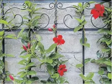  ??  ?? Two mandevilla­s in decorative containers bracket the front door; others grow up an iron-look trellis against the garage wall.