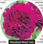  ??  ?? ‘Munstead Wood’ rose
