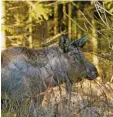  ?? Foto: Jens Vinge, dpa ?? Schweden verstehen die „Elchliebe“der Deutschen nicht.