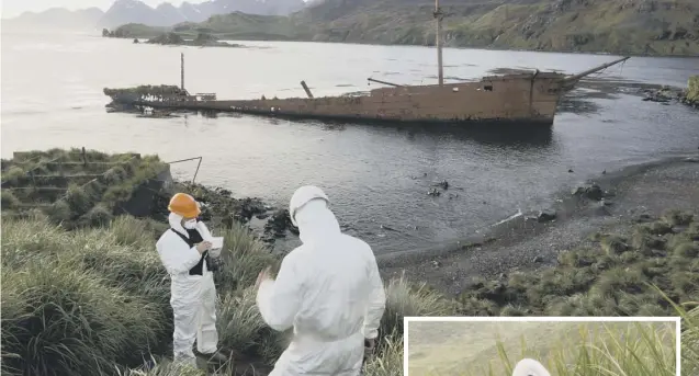  ??  ?? 0 South Georgia Heritage Trust staff at work on the rodent eradicatio­n plan that rid South Georgia of rats, left, which had plagued the island for more than 200 years, allowing groundnest­ing birds light the black browed albatross, right, to thrive in...