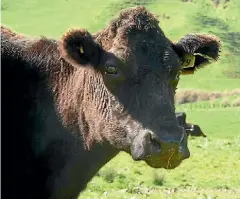  ?? HANNAH TOPLESS ?? Taranaki dairy farmers Greg and Hannah Topless have a 17-yearold cow affectiona­tely named Mrs Brown.