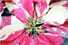  ?? PHOTOGRAPH BYJUN YAP FOR THE DAILY TRIBUNE ?? THE colored bracts or leaf-like structures of poinsettia are commonly mistaken for flower petals, but are actually leaves. There are more than 100 cultivated varieties of poinsettia, but only few varieties are available in the Philippine­s, such as Prestige Red, Prestige White, Prestige Pink, Ice Punch and Glitters.