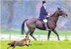  ?? FOTO: BARRY BATCHELOR/DPA ?? Die Fuchshatz ist in Großbritan­nien inzwischen verboten, die abgerichte­ten Hunde folgen stattdesse­n einer künstliche­n Fuchsspur. Trotzdem gibt es nach wie vor Kritik an dieser Tradition.