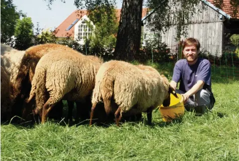  ?? Foto: Philipp Schröders ?? Die Braunen Bergschafe sind eine vom Aussterben bedrohte Rasse. Ludwig Asam hält eine Herde auf seinem Biohof in Kissing.