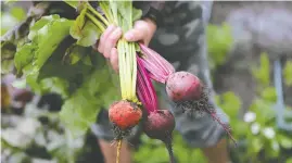  ?? ?? Fresh beets were pulled from a Saskatoon garden in early July.