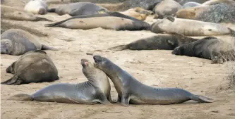  ?? Paul Chinn / The Chronicle 2018 ?? Middle: Young adult male elephant seals vie for dominance on the beach just before mating season begins at Año Nuevo State Park.