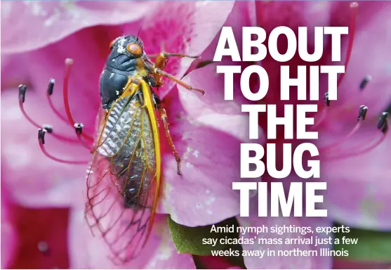  ?? AP ?? Naturalist­s say it’s best not to use insecticid­es on cicadas. Besides affecting them, they also harm the birds, dogs and wildlife that eat the cicadas.