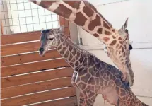  ?? AP ?? April the giraffe’s male calf has been named Tajiri, a Swahili word that means hope.