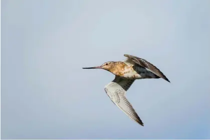  ?? Photograph: Johnny Madsen/Alamy ?? A juvenile bar-tailed godwit has flown from Alaska in the US to Tasmania in Australia, covering a record 13,560kms without stopping.