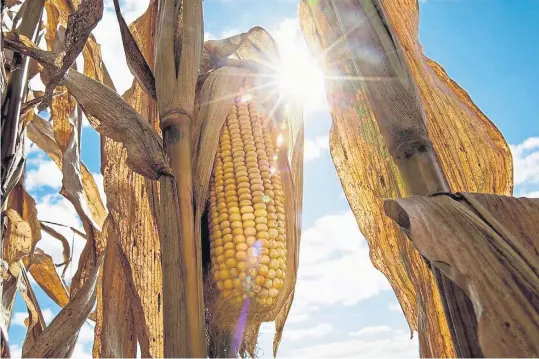  ??  ?? Maíz. Es una fuente de hidratos de carbono para producir etanol y tiene la ventaja de que está en todos lados donde pegue el sol y haya agua.